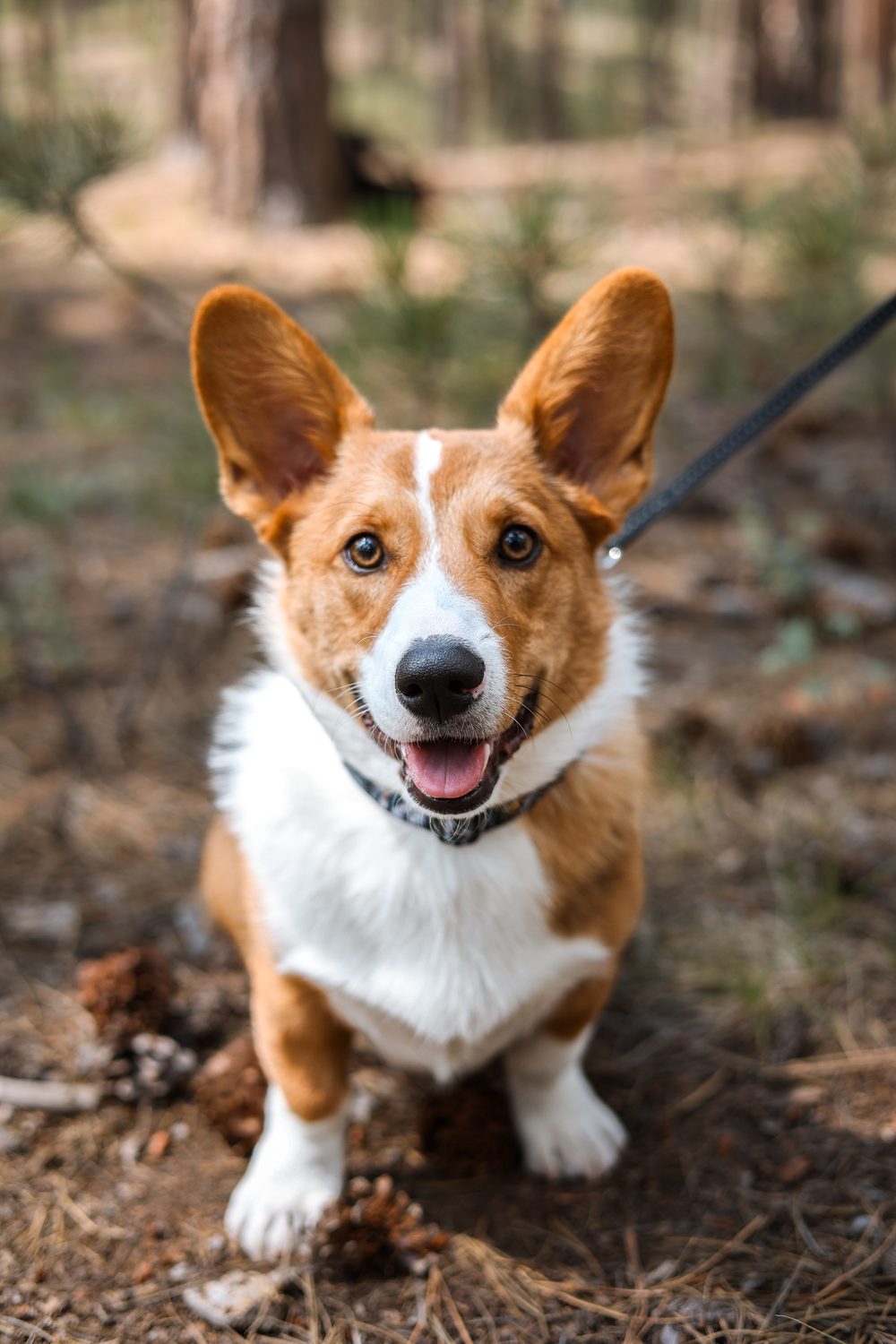 Coach Cash the corgi, team mascot