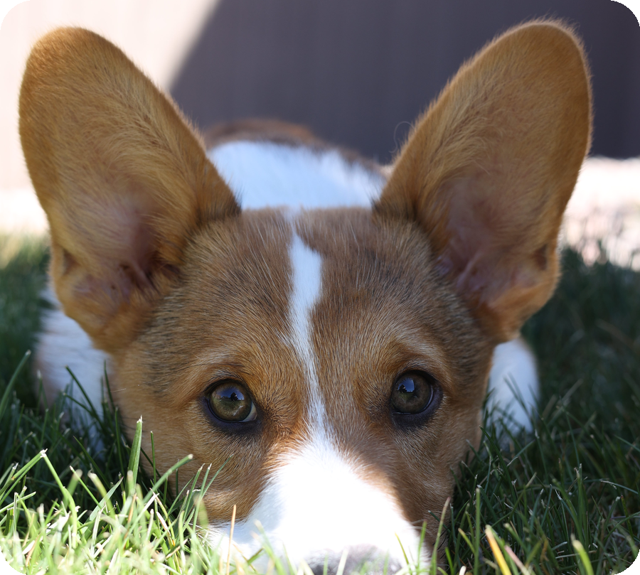 Coach CA$H the corgi, team mascot